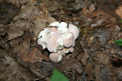 Hypomyces melanocarpus