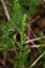 Artemisia capillaris
