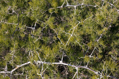 Asparagus retrofractus