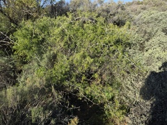 Asparagus retrofractus