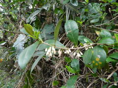 Tricalysia africana