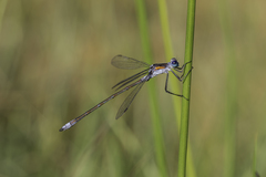 Lestes sponsa