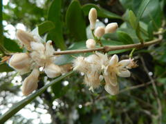 Tricalysia africana