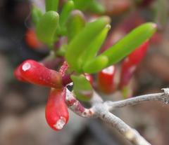 Mesembryanthemum longistylum