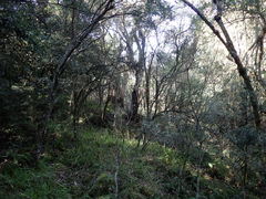 Podocarpus latifolius