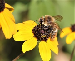Bombus borealis