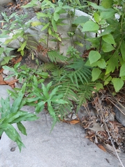 Pelazoneuron puberulum sonorense