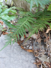 Pelazoneuron puberulum sonorense