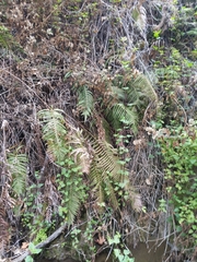 Pelazoneuron puberulum sonorense