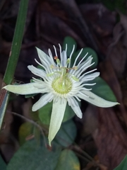 Passiflora capsularis