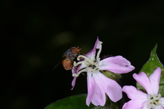 Rhingia rostrata