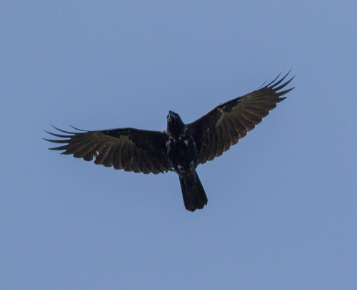 Fish Crow, photo 8 of 8