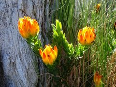 Liparia splendens comantha