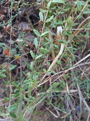Lonicera subspicata subspicata