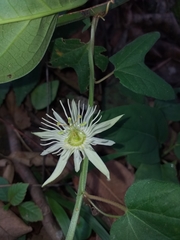 Passiflora capsularis