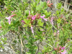 Syncolostemon rotundifolius