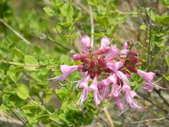 Syncolostemon rotundifolius