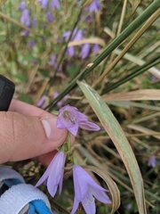 Campanula rapunculoides