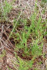 Artemisia capillaris