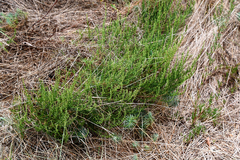 Artemisia capillaris