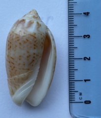 Oliva polpasta
