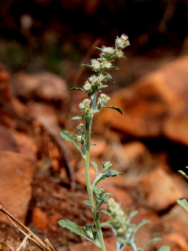 Gamochaeta pensylvanica