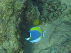 Acanthurus leucosternon