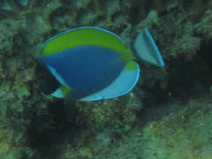 Acanthurus leucosternon