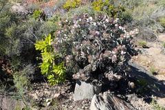Crassula arborescens arborescens