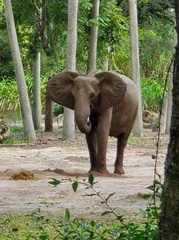 Elephantidae