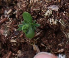 Veronica arvensis