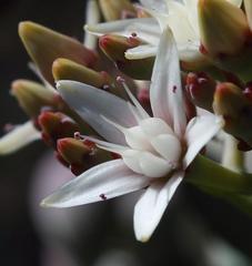 Crassula arborescens arborescens