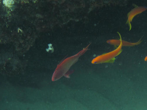 Pseudanthias squamipinnis