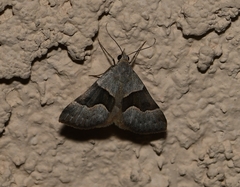 Hemeroplanis incusalis