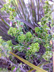 Indigofera candolleana
