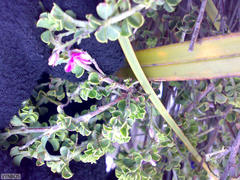 Indigofera candolleana