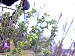 Indigofera candolleana