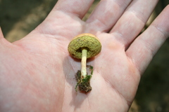 Boletellus chrysenteroides