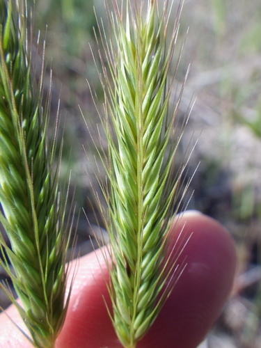 Hordeum pusillum iNat (1)