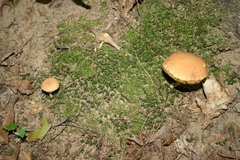 Boletellus chrysenteroides