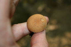 Boletellus chrysenteroides