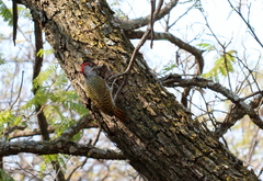 Campethera abingoni abingoni