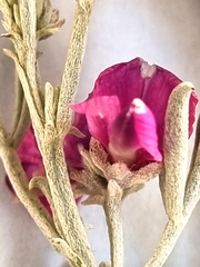 Indigofera complicata