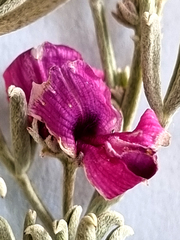 Indigofera complicata