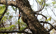 Campethera abingoni abingoni