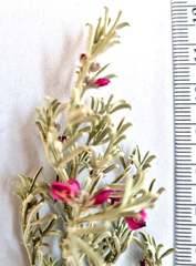 Indigofera complicata