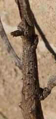 Bactrododema haworthii