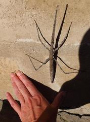 Bactrododema haworthii