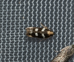 Filatima arizonella