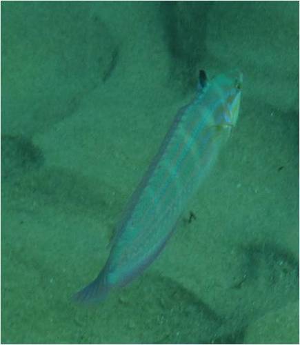 Coris caudimacula